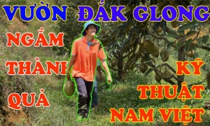KỸ THUẬT LÀM SẦU RIÊNG - VƯỜN ĐẮK GLONG - ĐẮK NÔNG 2023 (PHẦN 2) NGẮM THÀNH QUẢ